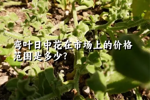 弯叶日中花在市场上的价格范围是多少？