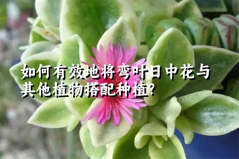 如何有效地将弯叶日中花与其他植物搭配种植？