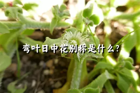 弯叶日中花别称是什么？