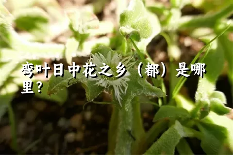 弯叶日中花之乡（都）是哪里？