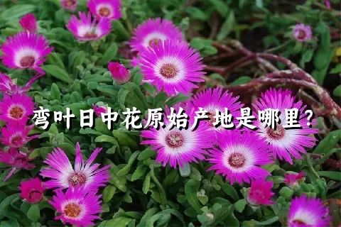 弯叶日中花原始产地是哪里？