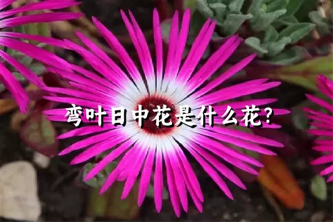 弯叶日中花是什么花？