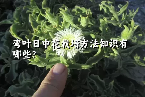 弯叶日中花栽培方法知识有哪些？