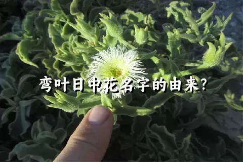 弯叶日中花名字的由来？