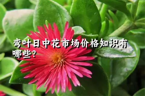 弯叶日中花市场价格知识有哪些？