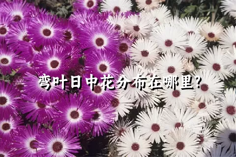 弯叶日中花分布在哪里?