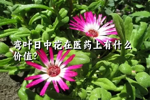 弯叶日中花在医药上有什么价值？