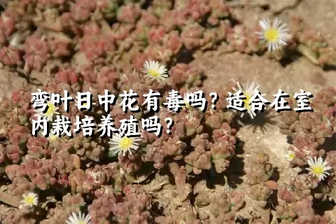 弯叶日中花有毒吗？适合在室内栽培养殖吗？