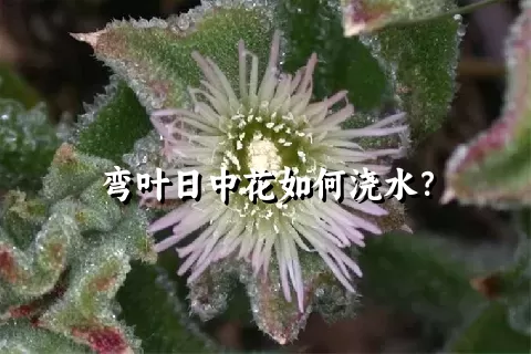 弯叶日中花如何浇水？