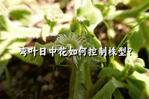 弯叶日中花如何控制株型？