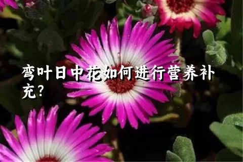 弯叶日中花如何进行营养补充？