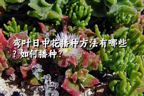 弯叶日中花播种方法有哪些？如何播种？