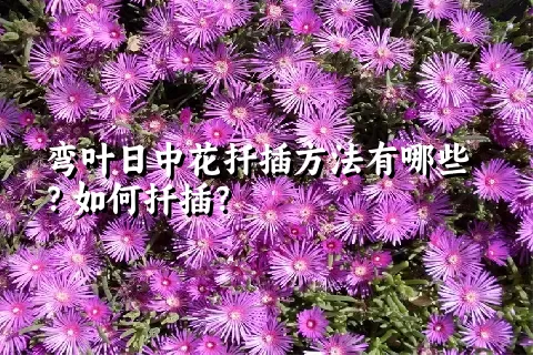 弯叶日中花扦插方法有哪些？如何扦插？