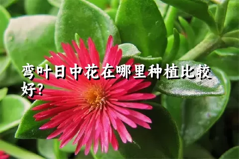 弯叶日中花在哪里种植比较好？