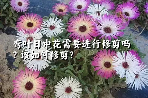 弯叶日中花需要进行修剪吗？该如何修剪？