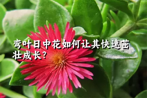 弯叶日中花如何让其快速茁壮成长？