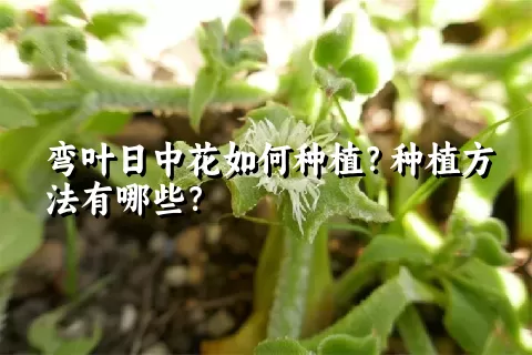 弯叶日中花如何种植？种植方法有哪些？