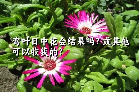 弯叶日中花会结果吗？或其他可以收获的？