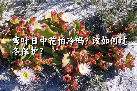 弯叶日中花怕冷吗？该如何过冬保护？