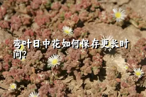 弯叶日中花如何保存更长时间？