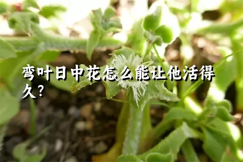 弯叶日中花怎么能让他活得久？