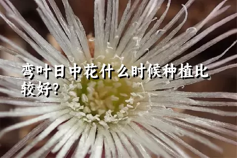 弯叶日中花什么时候种植比较好？