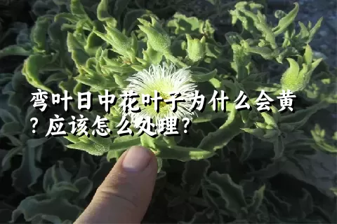 弯叶日中花叶子为什么会黄？应该怎么处理？