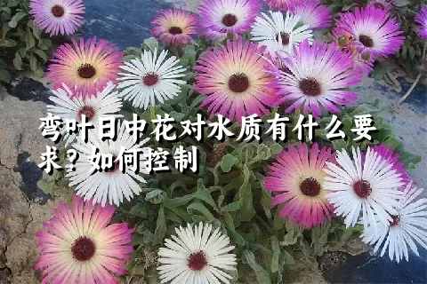 弯叶日中花对水质有什么要求？如何控制