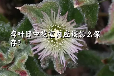 弯叶日中花室内应该怎么保存？