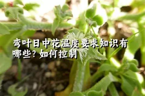 弯叶日中花温度要求知识有哪些？如何控制