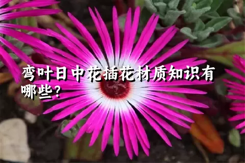 弯叶日中花插花材质知识有哪些？