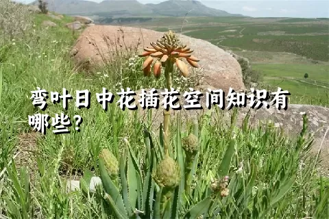 弯叶日中花插花空间知识有哪些？