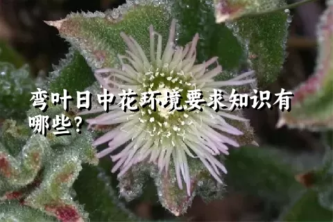 弯叶日中花环境要求知识有哪些？