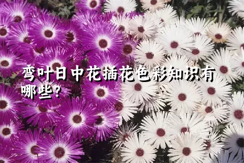 弯叶日中花插花色彩知识有哪些？