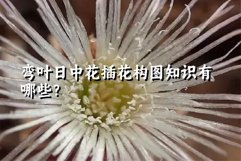 弯叶日中花插花构图知识有哪些？