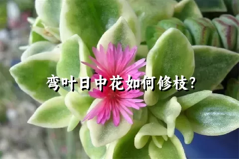 弯叶日中花如何修枝？