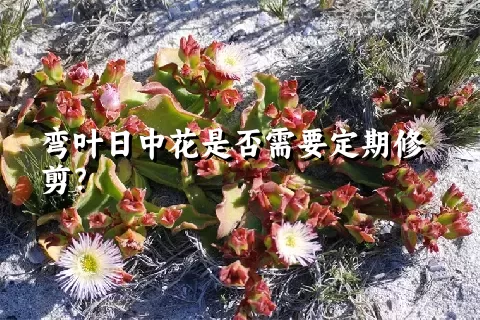 弯叶日中花是否需要定期修剪？