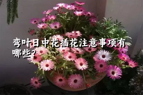 弯叶日中花插花注意事项有哪些？