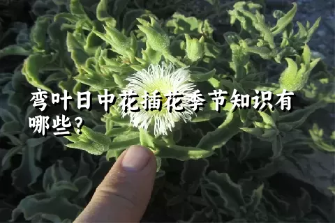 弯叶日中花插花季节知识有哪些？