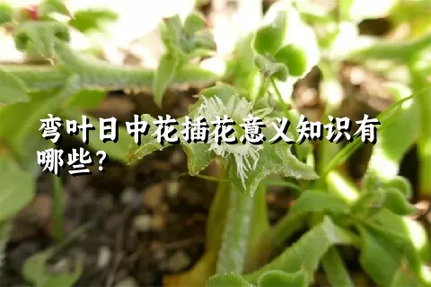 弯叶日中花插花意义知识有哪些？