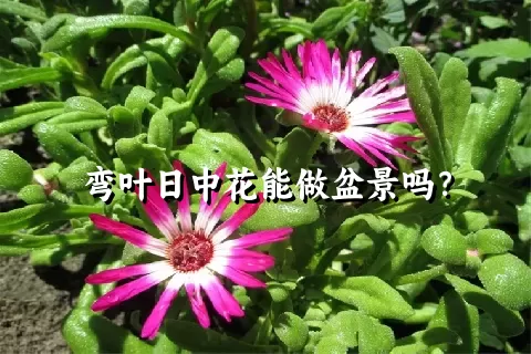 弯叶日中花能做盆景吗？