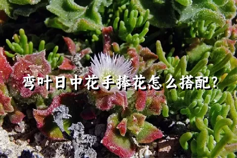 弯叶日中花手捧花怎么搭配？