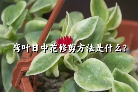 弯叶日中花修剪方法是什么？