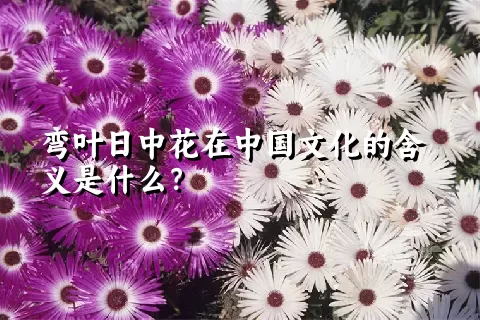 弯叶日中花在中国文化的含义是什么？