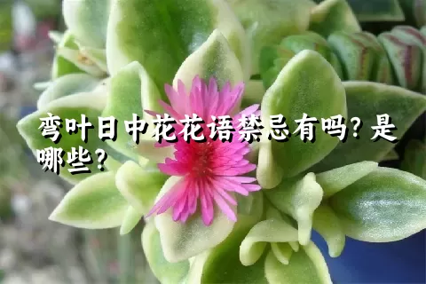 弯叶日中花花语禁忌有吗？是哪些？