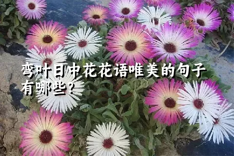 弯叶日中花花语唯美的句子有哪些？