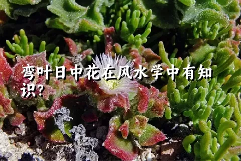 弯叶日中花在风水学中有知识？