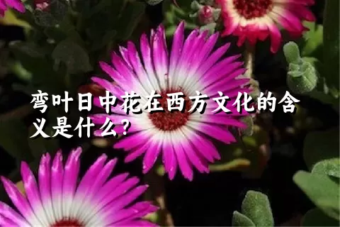 弯叶日中花在西方文化的含义是什么？