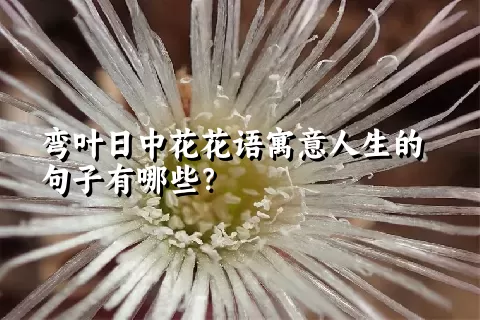 弯叶日中花花语寓意人生的句子有哪些？