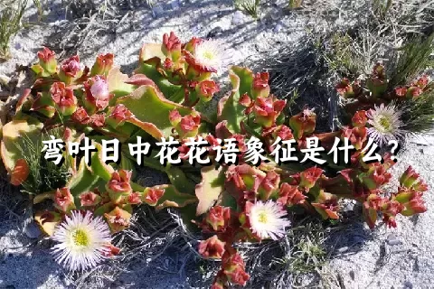 弯叶日中花花语象征是什么？